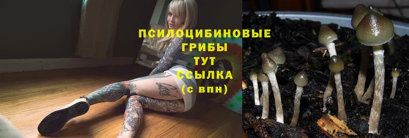 купить закладку  Данков  Псилоцибиновые грибы Psilocybe 